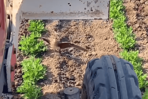 Pássaro protege ovos em lavoura e faz trabalhador desviar máquina agrícola