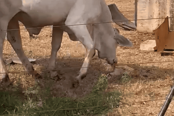 Boi confunde gato com capim e quase abocanha o felino