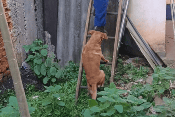 Cachorrinha caramelo chama atenção ao subir escada de madeira