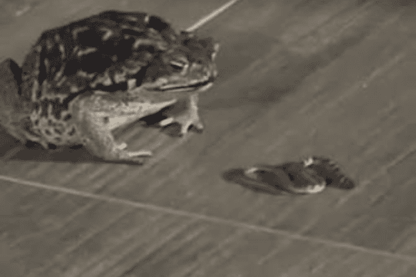 Sapo surpreende ao devorar cobra em cena impressionante no interior de Minas
