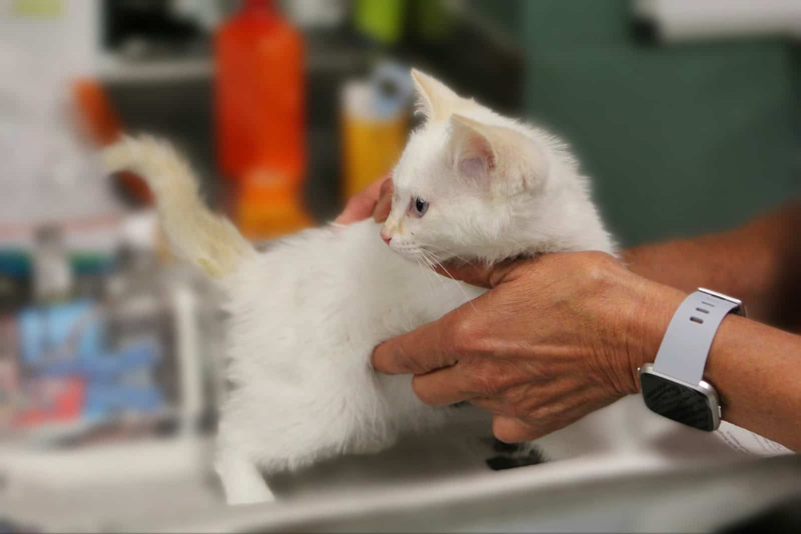 A person holding a small white kitten in their hands
