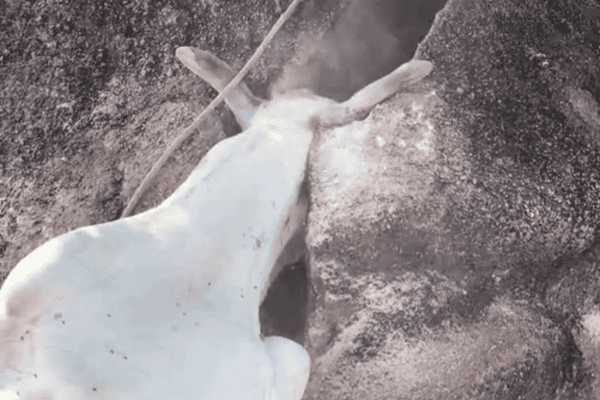 Agricultor improvisa resgate após boi ficar com a cabeça presa em pedra