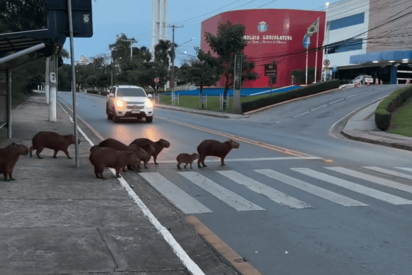 Capivaras usam faixa de pedestres para atravessar avenida em Cuiabá
