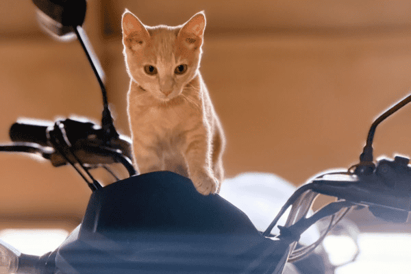 Gatinha chama atenção ao subir em moto e fazer pose de motociclista