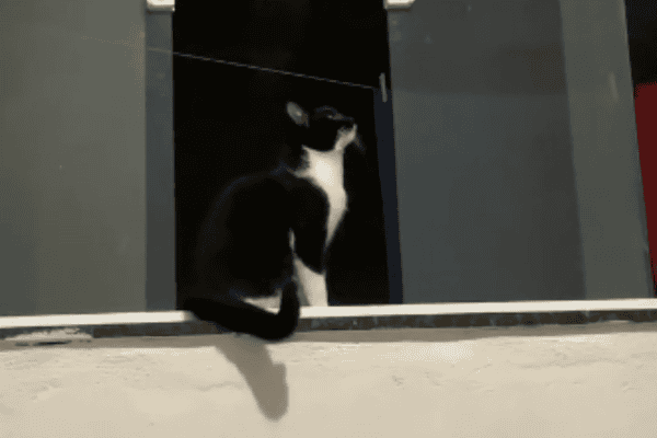 Gato atende pedido da tutora e fecha janela sozinho