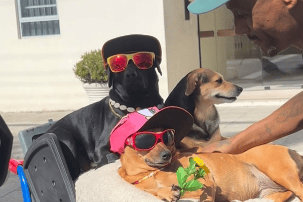 Morador em situação de rua chama atenção ao desfilar com três cães cheios de estilo