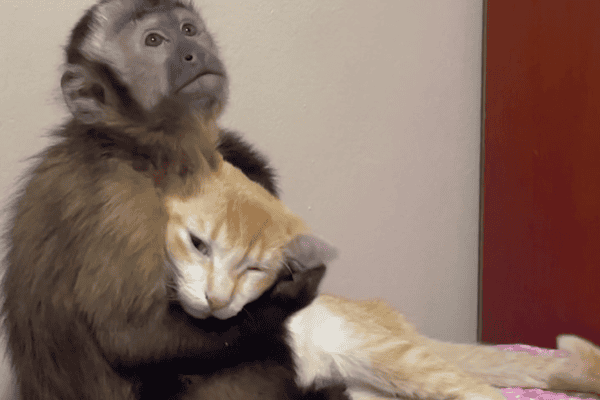 Gato e macaco protagonizam encontro cheio de carinho e fofura