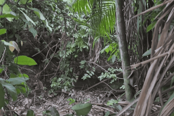 Pescador se depara com onça-pintada e registra encontro impressionante