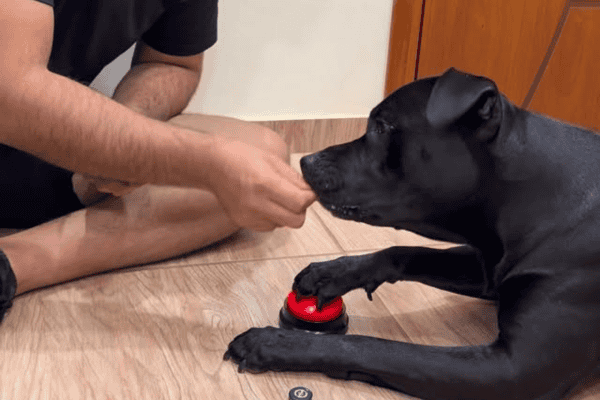 Pitbull entende de primeira como funciona botão de comunicação e surpreende tutores