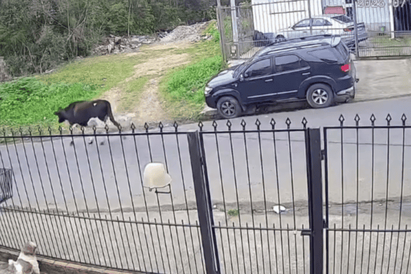 Vaca é flagrada arrastando portão de ferro pelas ruas no Rio Grande do Sul