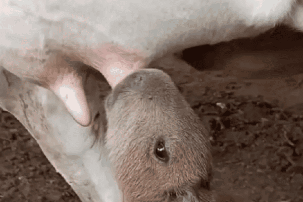 Filhote de capivara mama em vaca e cena fofa encanta internautas