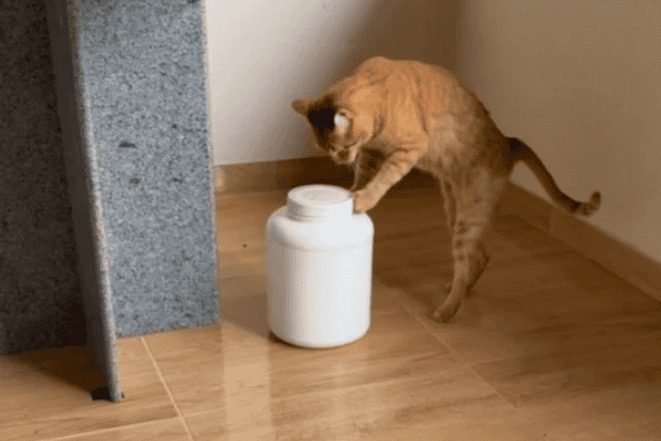 Gatinho esperto abre pote sozinho e conquista a internet com sua habilidade