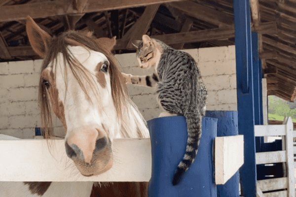Gato se aproxima de cavalo para fazer carinho e momento fofo viraliza