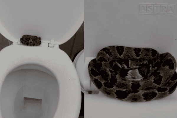 Homem encontra cobra escondida em vaso sanitário e caso serve de alerta