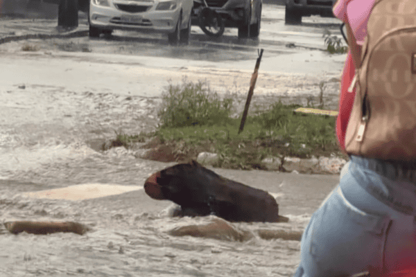 Motorista pensa ter encontrado capivara em avenida alagada, mas descobre surpresa
