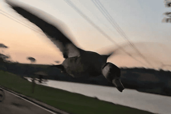 Pato acompanha ciclista durante treino e cena encanta nas redes sociais
