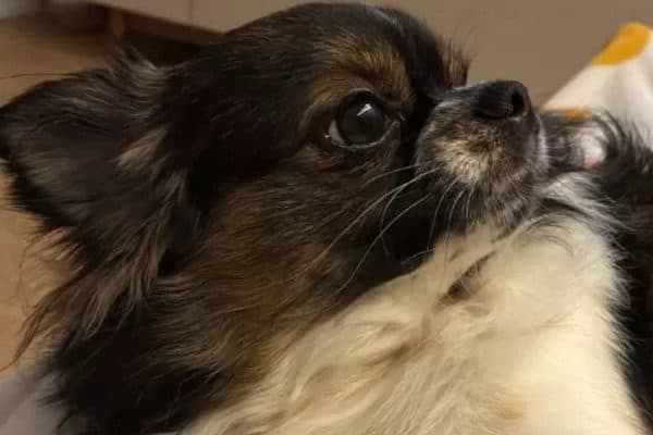 Cachorro é salvo durante um ataque de pitbull, mas o que aconteceu depois chocou a família